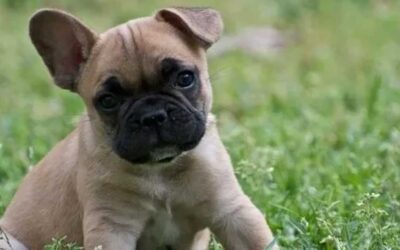 Doggone Sunday