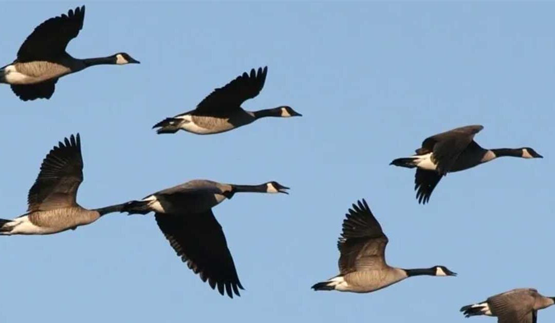 The Wild Geese