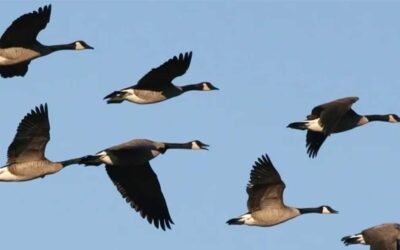The Wild Geese