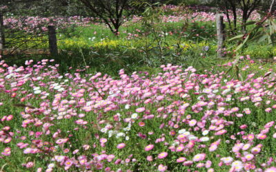 Blog#66 – Everlasting Love