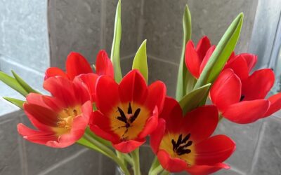 Blog#97 – Love is….