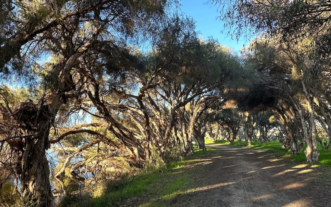 Blog#114 – The Courage to Begin Again