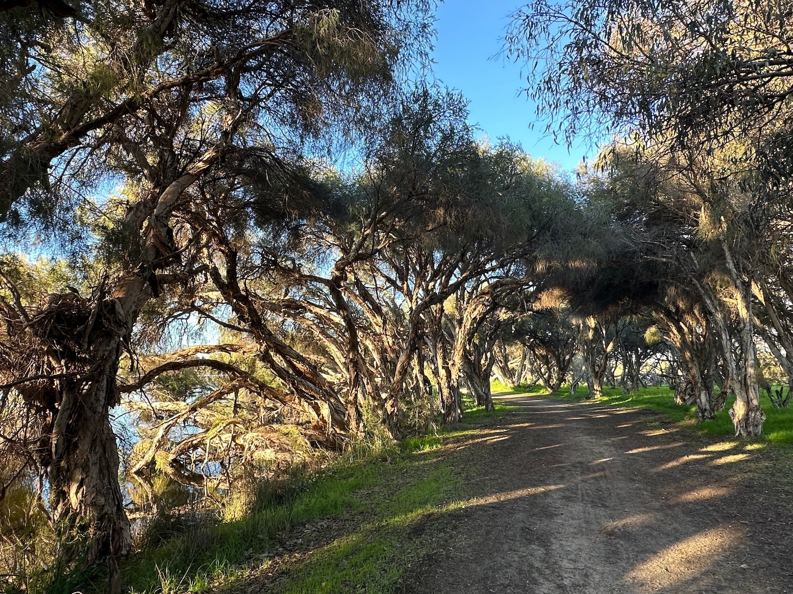 Paperbark Trees at Herdsman Lake, Perth.